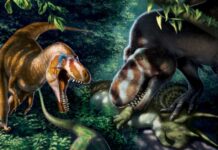 Nanotyrannus: another species of T.rex?