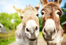 Donkeys were domesticated 7,000 years ago in Africa