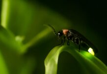 The South American firefly, a new invasive species in Spain?