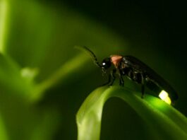 The South American firefly, a new invasive species in Spain?
