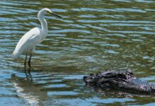 Can an alligator have feathers?