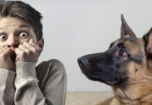 Why am I afraid of dogs?